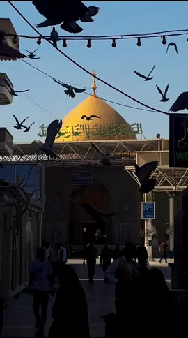 السَّلامُ عليكَ يا أخا رسول الله #ياعلي #العتبة_العلوية_المقدسة 