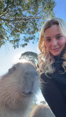 Muffin loves his morning ear scratches #capybara #capybaratiktok #cuteanimals #fypシ #goodmorning 