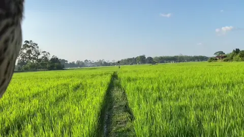 Poin ke dua MEY blekok coklat , falconry indonesia #huntingwithbrowngoshawk #falconryandhawking 