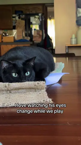 he couldn’t decide if it wanted to pounce😅 #playfulkitten #cateyes #fypシ #catmom #engagement 