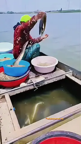 Traditional Eel Fishing with Hooks 🐟 | Life on the River 🚤 #EelFishing #FishingLife #TraditionalFishing #RiverLife #SeafoodCatch 