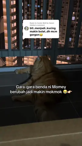 Replying to @Candy Wall by Sweet Adelea sama la dengan Momey. 😍 #kucing #vitamoxx #vitaminkucing #oyen #makanankucing 