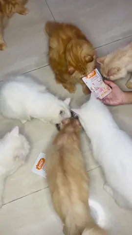 বাচ্চাদেড় খাবার বুড়া গুলা খাই😂 @kanivabd #reelsfypシ #biralreels #biralvideo #biralpost #catsofinstagram     