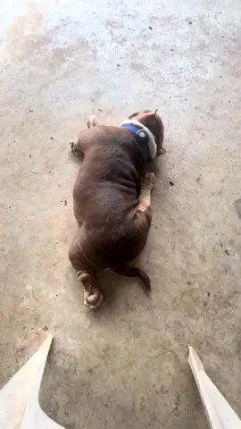 นอนแบบอิหยังวะ#หมาบูลลี่หน้ามึน #ไข่ต้มหมามึน #อเมริกันบูลลี่ #บูลลี่หมาติ้งต๋อง #หมาตลก 