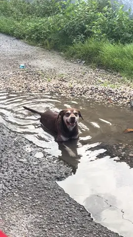 El bokete de PR:  #bokete #oladecalor #puertorico #achopresotracosa #weratedogs 