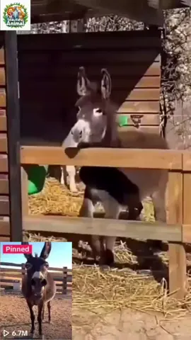 #creatorsearchinsights  Hilarious Animal Moments That Will Make You Smile! #funnyanimals, #animalvideos, #PetsOfTikTok, #cutepets, 