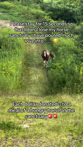 #viraltiktok #horses #Viral #FYP #ForYouPage 