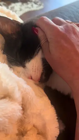 You’ll never be cold again sweet boy ❤️‍🩹 #foryourpage #catsoftiktok 