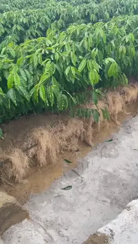 Giải phẫu đất để xem hệ rễ cà phê khi dây nhỏ giọt được chôn trong đất.  #Netafim #Caphethangon #canhtaccaphe #taicanhcaphe #bonphancaphe #tuoicaphe #xuhuong 