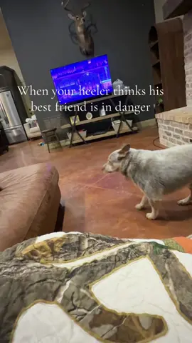 #animals #PetsOfTikTok #heeler #dog #funnyvideos 