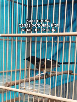 telat upload😁 #muraibatu  #muraibatuindonesia #fyp #tiktok #kicaumania 