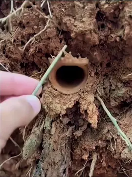 Tuzak kapılı örümcek Trapdoor 🇬🇧Spider with trap door Trapdoor
