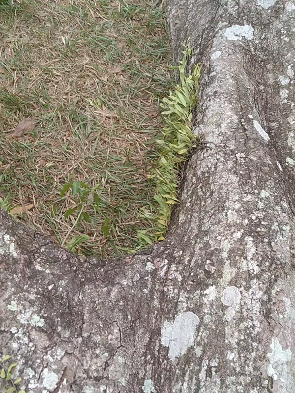 tebang pohon mangga besar,info🌳🌳#tebangpohon #chainsaw #pohonmangga #pohonbesar #fyp 