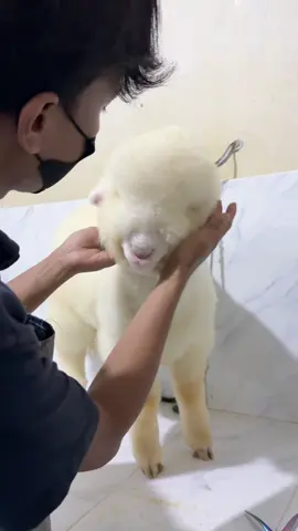 Cari jodoh buat malika#akashellahi 