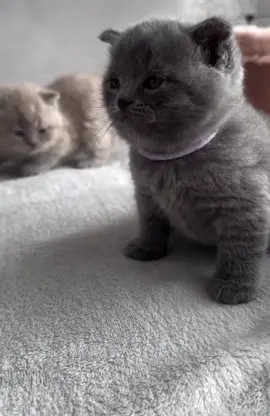 British shorthair kitten for adoption #cat #kitty #kitten #britishshorthair #fyp 