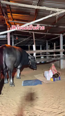 JRง้อแม่#น้องควายฉลาดแสนรู้ #viralvideo #dcrfarmควายงามบ้านโคกสูงตําบลยาง #เจ้าJR