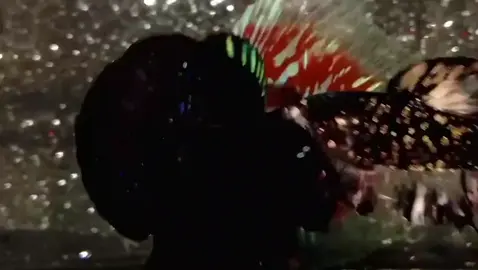 #Avatar Nebula Black Star Galaxy From Lampung 🔥  Berikan Harga Terbaik 🤟☕