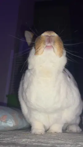 Bob loves communicating #bobbytherabbit #communicate #rabbit #silly 