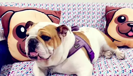 #LIVEIncentiveProgram  Fiona🐶💞💞🫶🫶 #LIVEwithlowfollowers #PaidPartnership  #bulldogsoftiktok #bulldog 