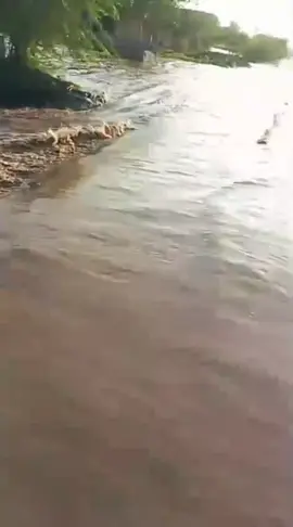 دریائے چناب ہیڈ حانکی  برج ڈھلہ و چیمہ 