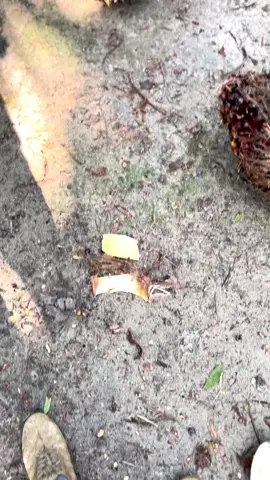 aslinya kecil cuma di besar” in aja🤣#sawittiktok🌴🌴🌴 #kerjakeras #sawitriau #kulisawit #petanisawit🌴 #pemuatsawitriau 