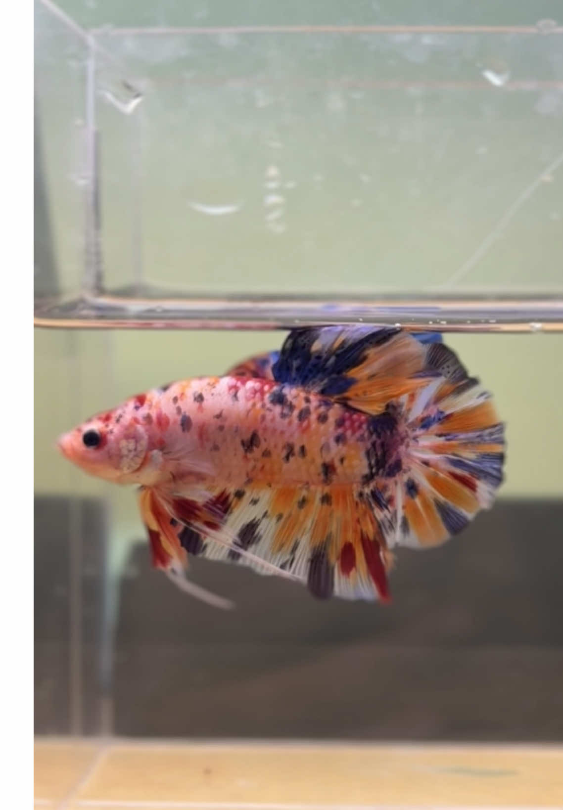 Giant multi brontok BO 6 ini #giant #bettafish #cupang 