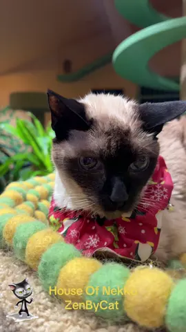 #HouseOfNekko #cats #zenbycat #fundfipresearch #Cheesecake 