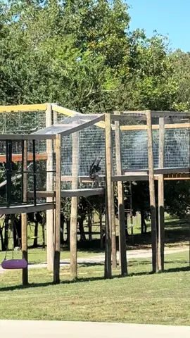 Bear…get off of Froggy’s back, he’s not your uber🤣