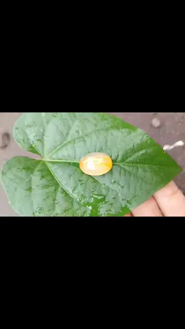 batu mustika Kendit sodo lanang betoro bayu