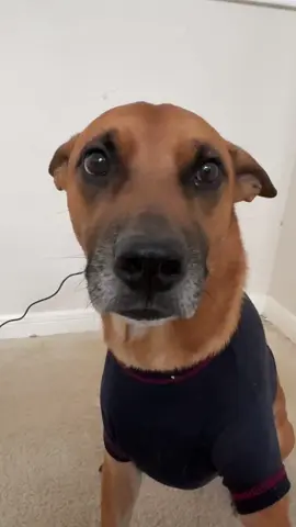 Chit comedy sketch ✍️  #catsoftiktok #cat #foryou #foryou #dogsoftiktok 