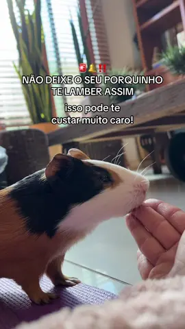 Pagarias? 🙃 #trend #porquinhodaindia #fyp #viral 