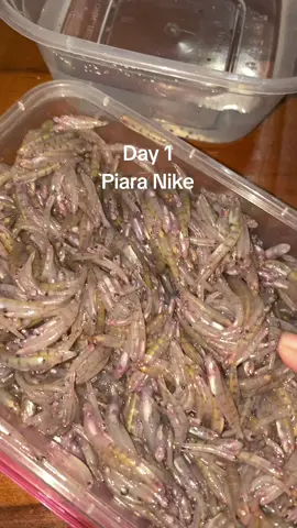 Hehe. #viral #nike #goby  #ikan #fyp 