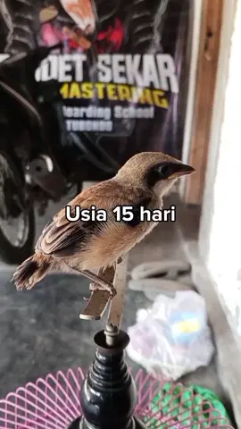 Perkembangan cendet usiah dari 15 hari sampai 5 bulan #cendet #kicauburung #cendetersindonesiaraya🇮🇩 #cendetjatim #fyppppppppppppppppppppppp 