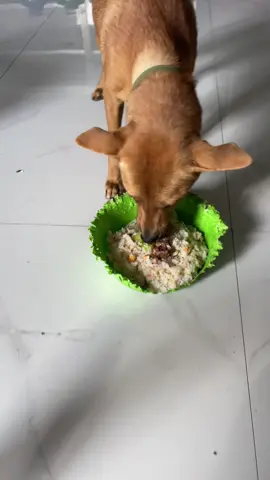 Pé Lô mukbang trong chiếu thau ghiền của cô ấy #nhacobaconcho #pet #boss #xuhuong #viral 