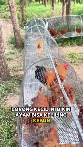 Ide lorong ayam biar ayam ga merusak tanaman di kebun