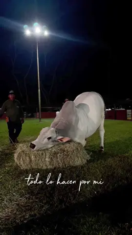 🐮¿Un toro consentido? aquí esta la prueba ....  ✨Y aunque parece un simple momento tierno de un toro … en realidad es la muestra de cómo la selección genética también impacta en el temperamento de nuestros animales.🧬 🤠En RealWood trabajamos para obtener ejemplares no solo productivos y eficientes💪🏼 sino también más dóciles y fáciles de manejar, porque la ganadería del futuro necesita genética rentable, pero también tranquila, segura y amigable 💡. 🫵🏻Y tú, ¿también tienes un toro consentido en tu finca? Cuéntame en los comentarios 🐂 Dale ❤️ y compártelo con el que necesite saber que el nelore también puede ser una raza docil  #teperamento#docil#nelore#realwoodganaderia#ganaderiacolombia