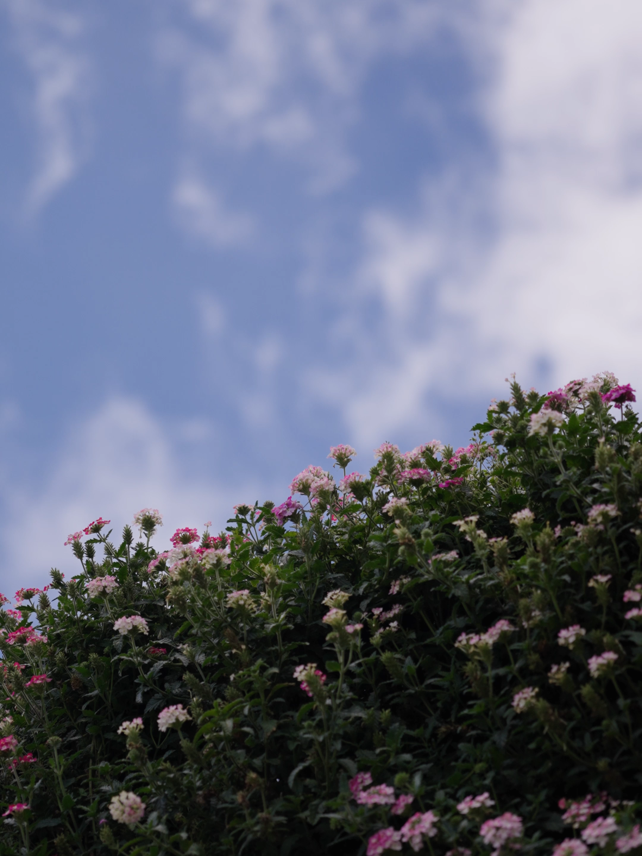 Lantana: Kuat, walaupun berubah 💛✨ she blooms through change 🌼🌺 #florapark #lantana #bloomthroughit #symbolism #brinchang #keafarm #cameronhighlands #bungacantik #cameronhighlandsmalaysia🍓 #chflorapark