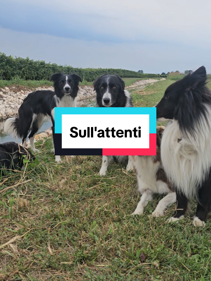 Sull'attentiiii!!! Prontiiii!!! 1..... #Nhâtalino #shetlandsheepdog #Toffee #Jim #Rio 
