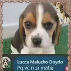 cachorrinhos da raça pq vc não si matia vídeo apressado :P #moonboard #pqvcnsimatia?🥺 #fyp #funny #cachorro 