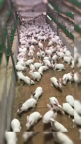 #thorung Nuôi thỏ thả vườn bao tiêu đầu ra 350k