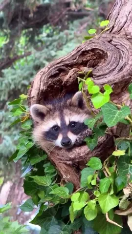 Beautiful animals #animals #nature #creatorsearchinsights #foryou #fyp 