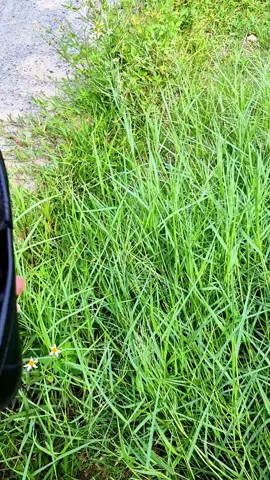 #ongcau.riview#trending #xuhuong #giaynamdep #giaydep 