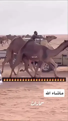 #راع_الشعل #مخربات#شرهات#عيالات#نزاحات#لطامات#مرعبات#مخربات#محطمات_الشعل #النايلات#سرفات#العوب#نحارات#الدبيانيات#سلطانات#السلطانيات#التلاد#زعيمات #العالميات 