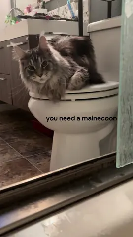 he’s big and loud and evil but we love him #boycat #catsoftiktok #fyp #ilovemycat #mainecoon 