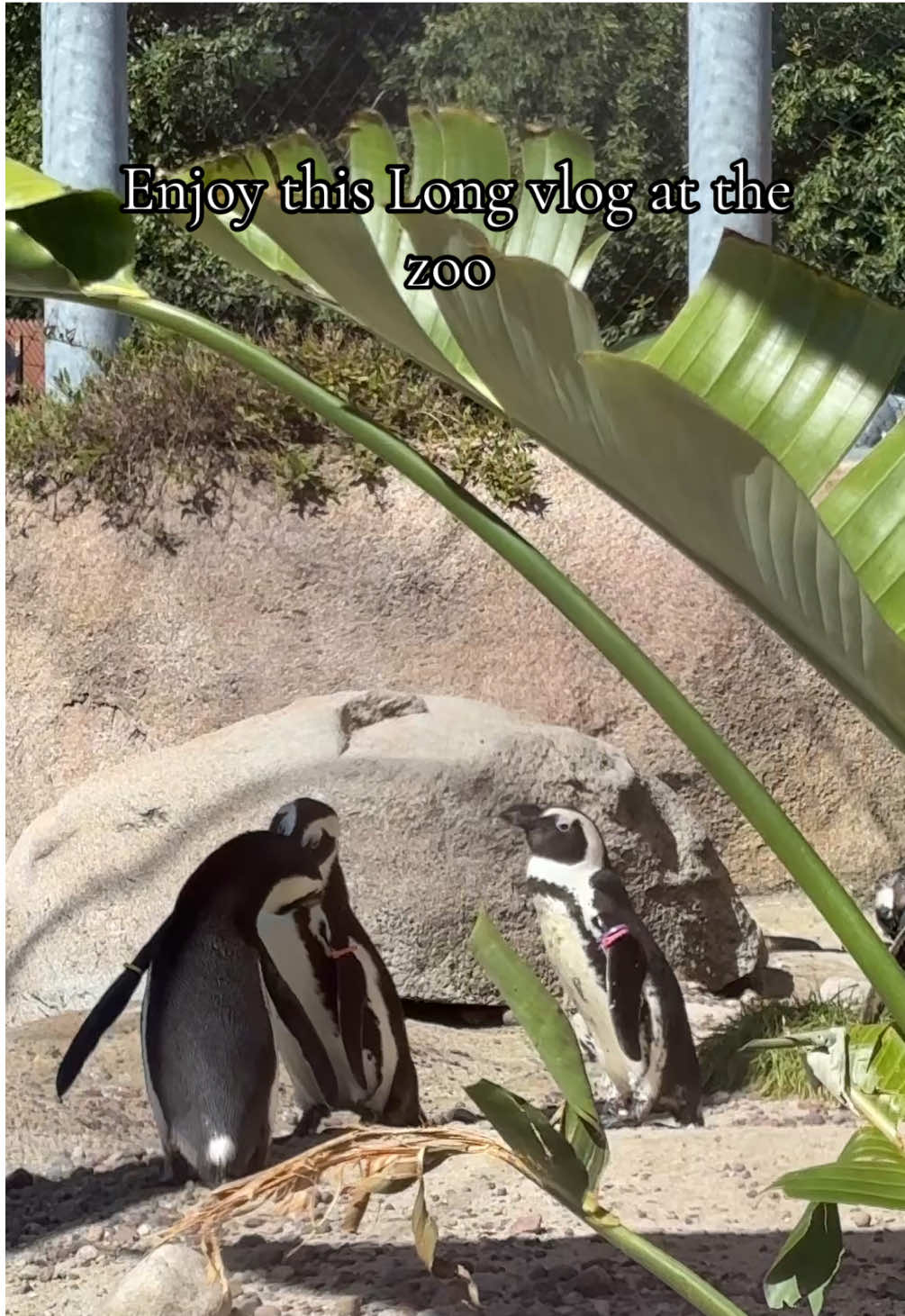 #foryou #foryoupage #zoo #blowthisup #dayinmylife 