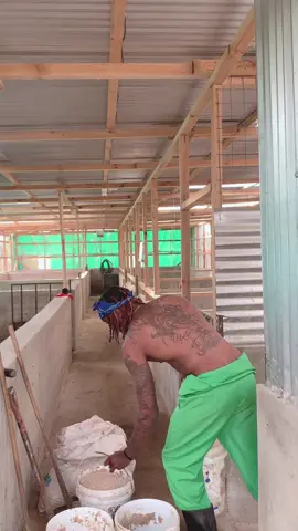 Unlocking Success in Pig Farming! #piggerybusiness, #farmingtips, #pigfarming🐷🐷 #sustainablefarming, #agriculture. Pigs also deserve all the care abd attention. 🐽🐽Good management ensures the healthy and wealth. 🐷🐷🐽 @ONEWAY KIE CEO 
