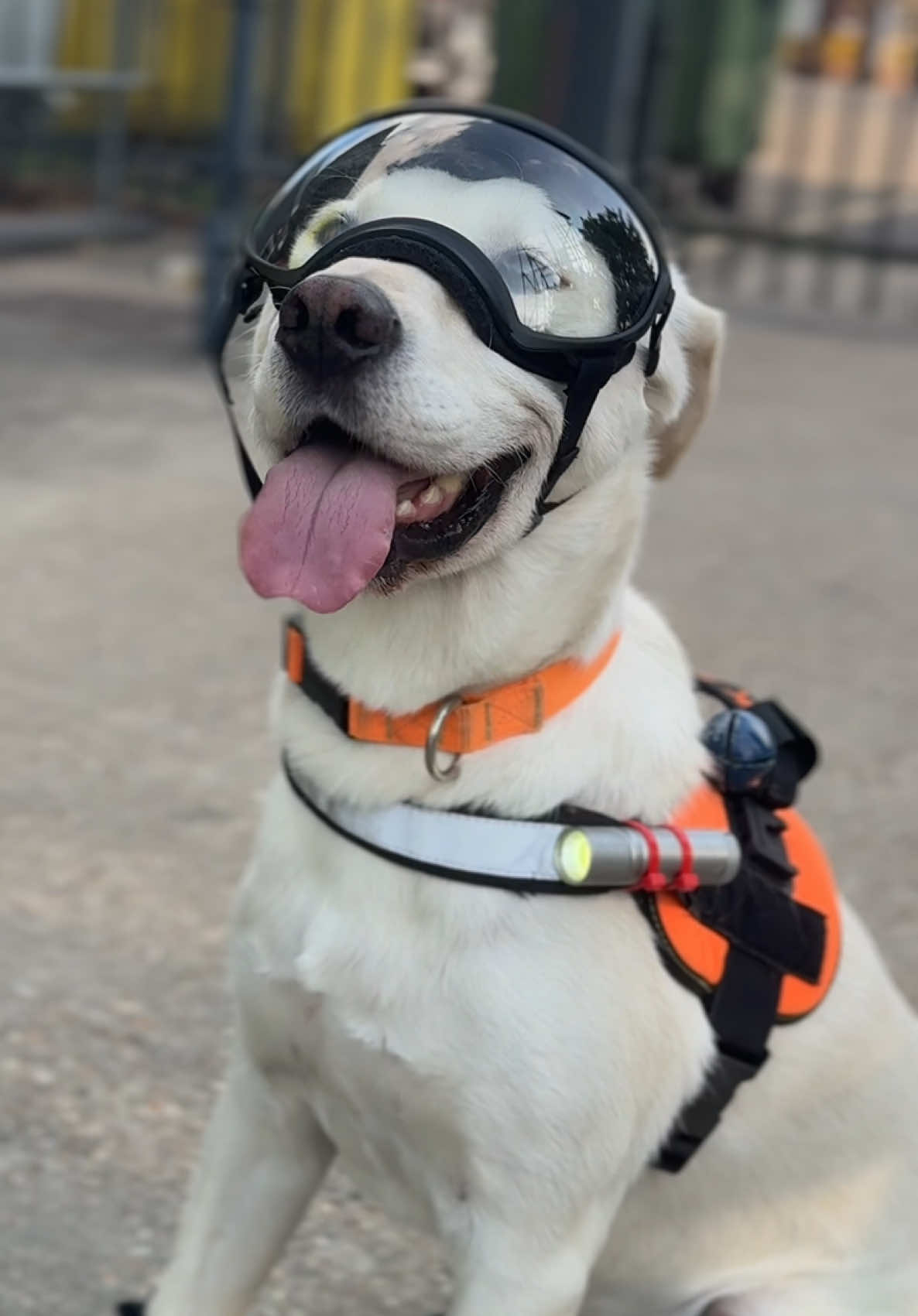The fits slayed 💅 Our Fire Investigations and Search and Rescue Dogs showing off their fire fits 🚒  #firefighter #firefightertiktok #firedog #throwingafit #fyp 