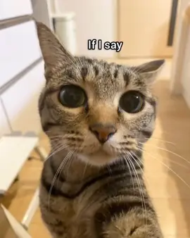 Please don't give up on me 😭 @Marcoo!🩵 #cat #meme #funny #fyp #relatable 