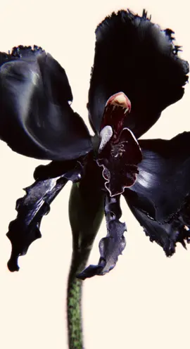 An enigmatic beauty — coming soon. #TOMFORD #TOMFORDBEAUTY #TFBLACKORCHID