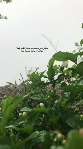 مافي شيء يضاهي جمال المطر فعلاً مواساة ربانية جميلة جداً#خواطر_من_القلب #الطبيعة 